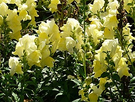loewenmaeulchen,金鱼草,开花