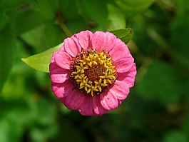 百日草,開(kāi)花,豐富多彩