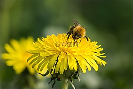 性質,apiformes,昆蟲