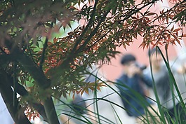 迷離,灌木,攝影師