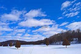 雪,原野,樹