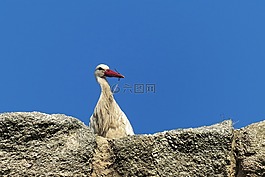 鸛,鳥,西班牙