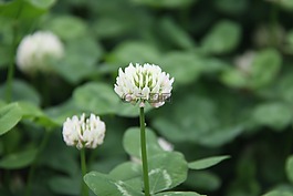 三葉草,室外,小清新