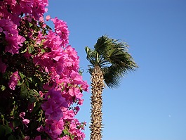 埃及,棕櫚,鮮花