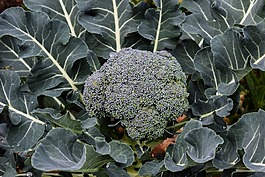 西蘭花,植物,食品