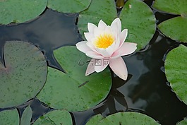 鮮花,蓮花,水百合