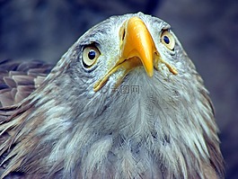 鳥,動物世界,春天