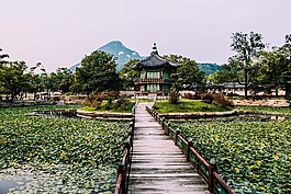 山,樹,植物