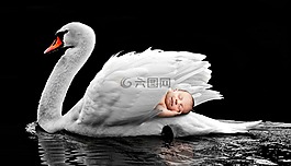 鳥(niǎo),水域,性質(zhì)
