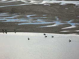 日出,鵜鶘,自然