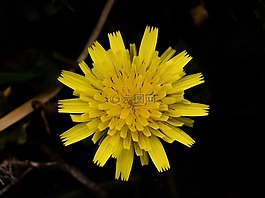 蒲公英,花,黃色