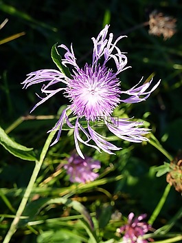 性質(zhì),花,廠