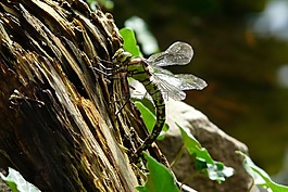 蜻蜓,性質,昆蟲