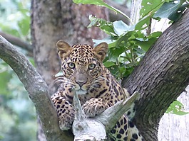 自然,野生動物,動物