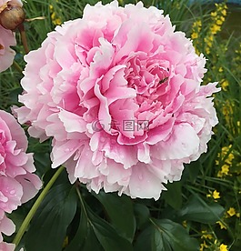 牡丹,性質(zhì),花園