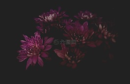 黑暗,花,花瓣