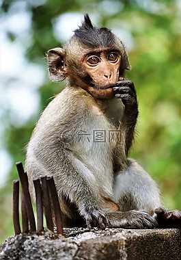 年輕,猴子,靈長(zhǎng)類動(dòng)物