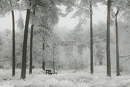 冬天,雪,森林