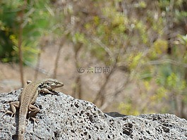 蜥蜴,山泰德,特内里费