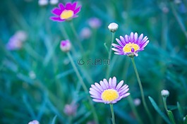 花,盛開,自然