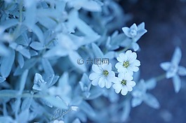 白,花,盛開