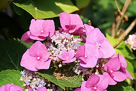 繡球,花,開花