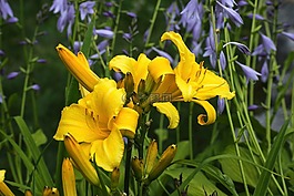花,植物區(qū)系,自然