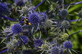 自然,植物區(qū)系,蜜蜂