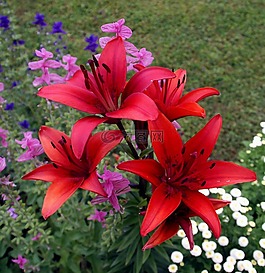 鮮花,百合花,鳶尾花