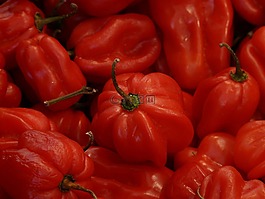 habaneros,红色,蔬菜