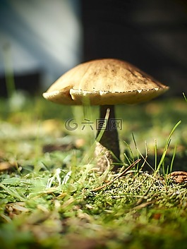 蘑菇,假日,森林