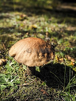 蘑菇,森林,girolle