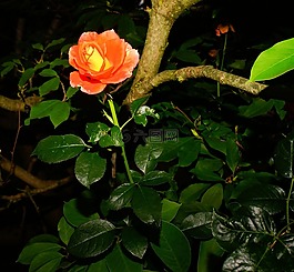 開花,玫瑰,紅玫瑰