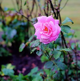 花,開花,粉紅色