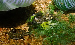 動(dòng)物,海龜,爬行動(dòng)物