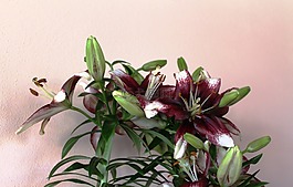 花,莉莉,春