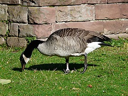 加拿大鹅,branta 黄花,鹅