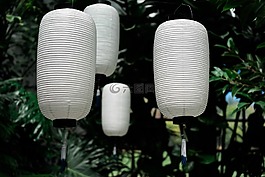 綠色,樹(shù),palnt