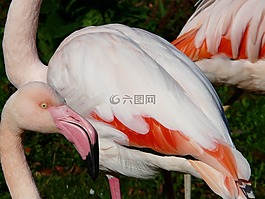 弗拉明戈,羽毛,白
