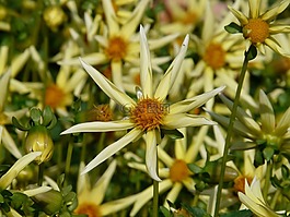 大麗花花園,嬌琴紗,hortensis