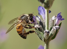 昆蟲,蜜蜂,自然