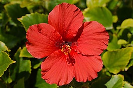 花,紅色,自然