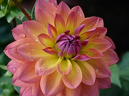 大麗花花園,粉紅色,黃色