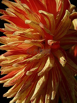 大麗花花園,嬌琴紗,花