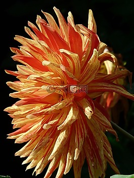 大麗花花園,嬌琴紗,花