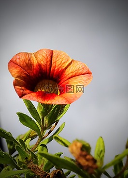 花,花園