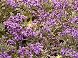 香草花,花,开花