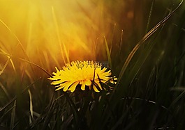 黃色,花瓣,花