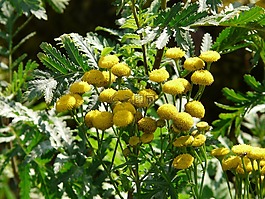 tansy,花,開花