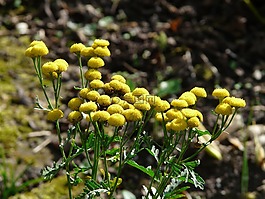 tansy,花,開花